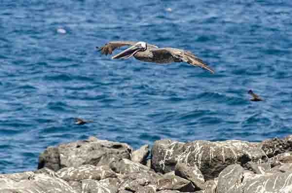 Pelícano - isla Santa Cruz - islas Galápagos - Ecuador 7.jpg